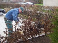 Schneiden der Hecke durch den Gärtnermeister